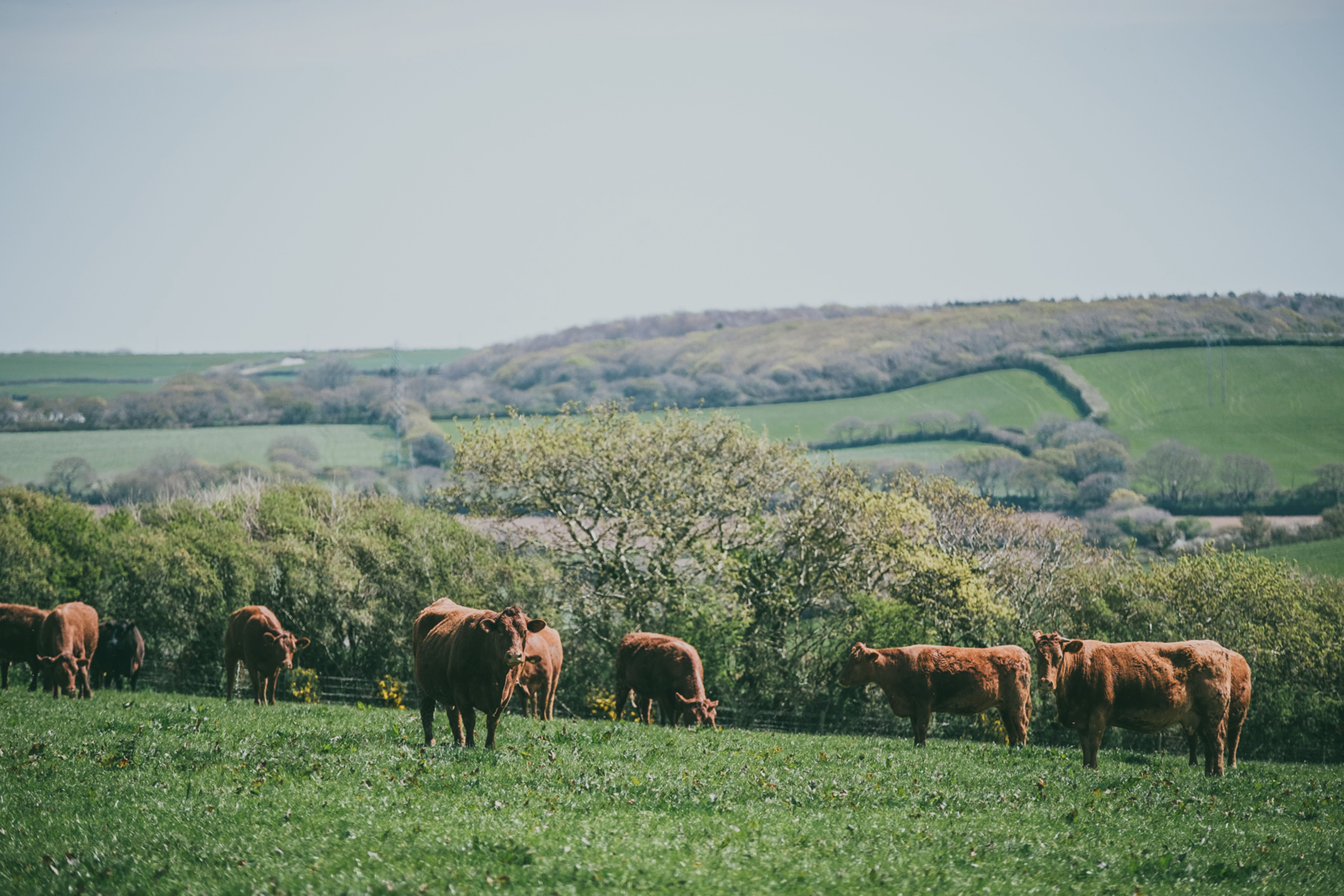The working farm at Nancarrow near Truro, Cornwall.